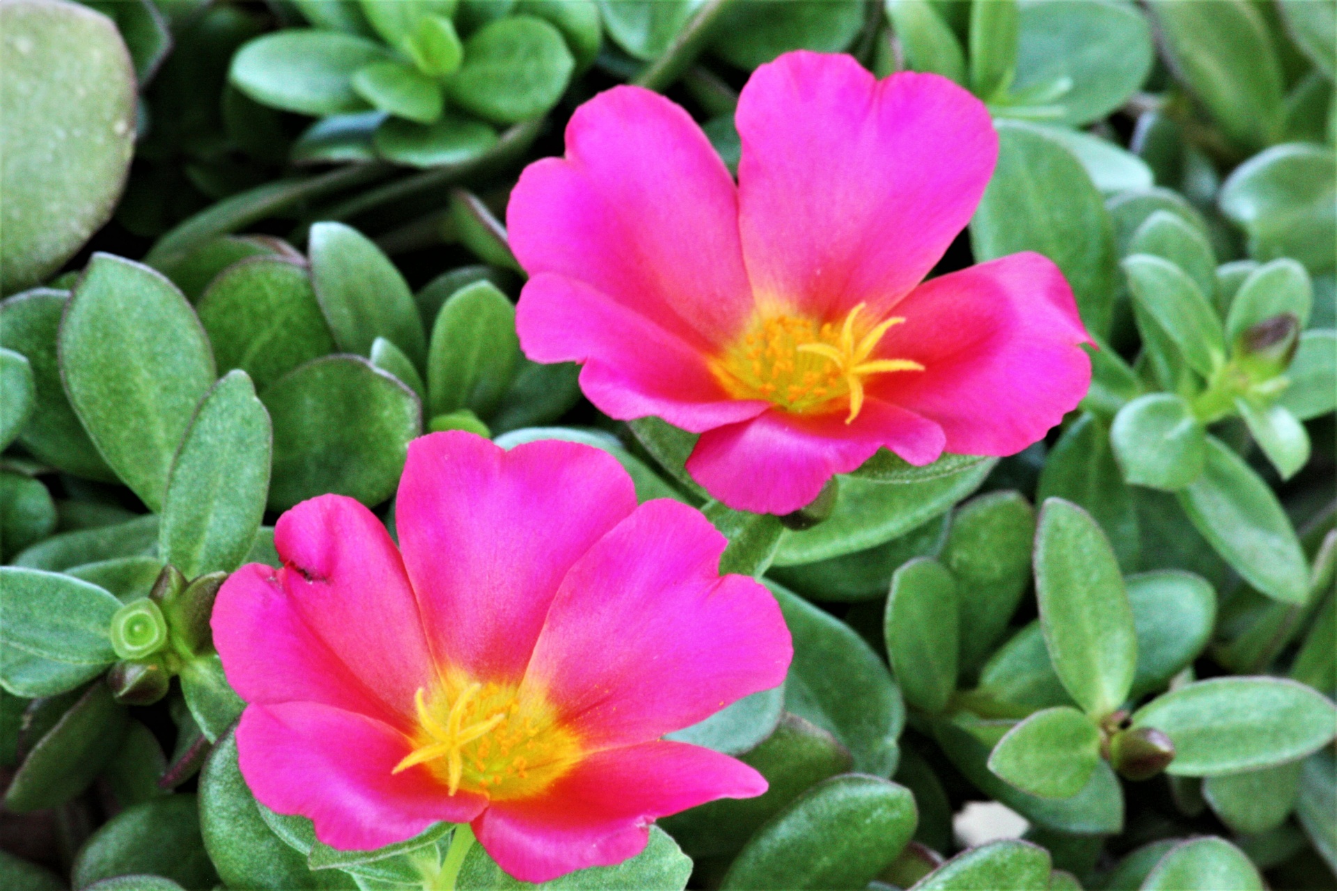 Fotografie di “Facciamo fiorire Marene”